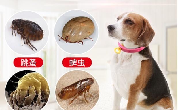训练你的狗狗在规定的地点上厕所的秘籍（以“厕所训练”为主题的专家指导）