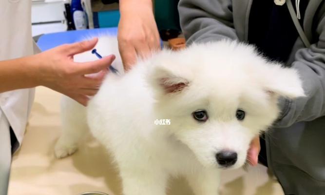 保护宠物犬健康的关键（疫苗注射是宠物狗健康的必要保障）