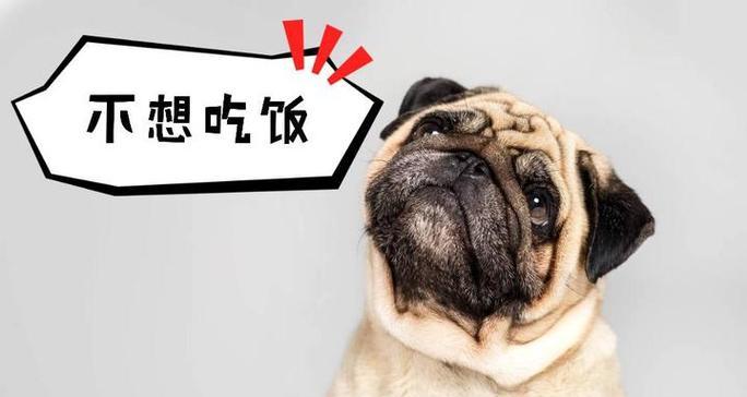 探究狗狗不吃饭的原因（狗粮不合胃口，让主人头疼不已）