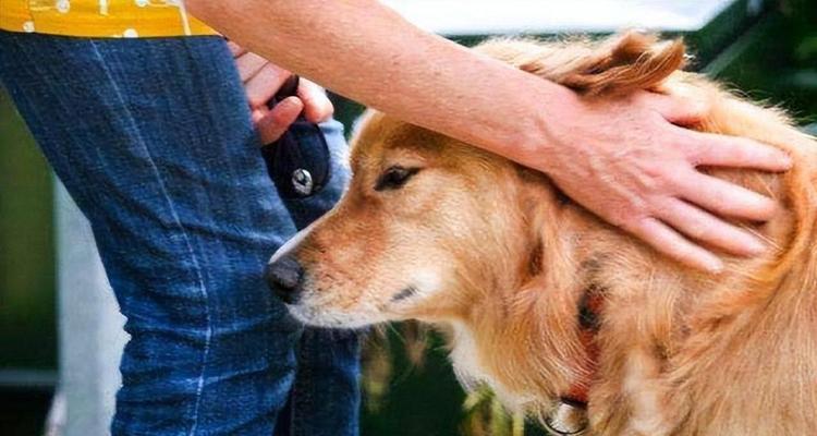 狗狗的舔意味着什么？（探索狗狗舔人行为的真正含义）