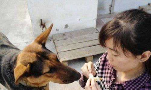 狗狗吃糖果的危害大于收益（为了狗狗的健康，请远离糖果）