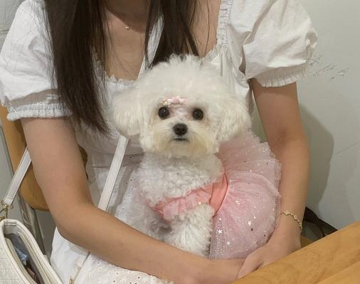主人怀抱狗狗的时刻（宠物内心的感想与表达，亲密关系的建立）
