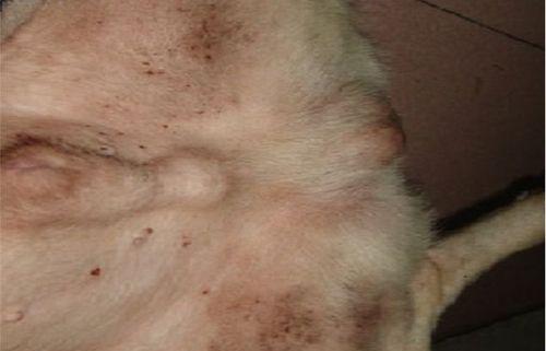 揭秘狗狗为何如此受寄生虫喜爱（寄生虫入侵狗狗身体的原因及定期驱虫的重要性）