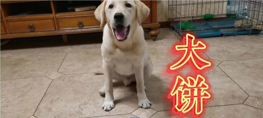 狗狗能吃西红柿吗？正确喂食很重要！（了解营养丰富的西红柿，小心喂食方法！）