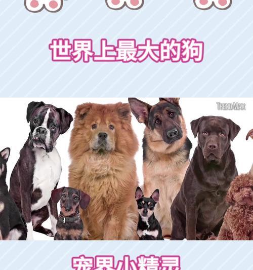 狗狗为什么只爱吃肉不吃菜？（探秘狗狗对食物的偏好及可能原因）