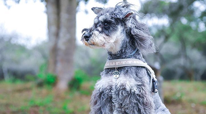 养狗首选！8种便宜又好养的狗犬推荐（寻找适合你的理想宠物伙伴？这8种狗犬是你的最佳选择！）