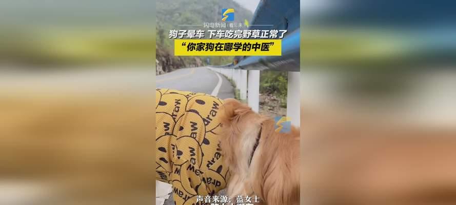 晕车狗狗怎么办？寻找更好的预防方法！（不仅仅依靠药物，探索晕车狗狗更好的预防技巧）