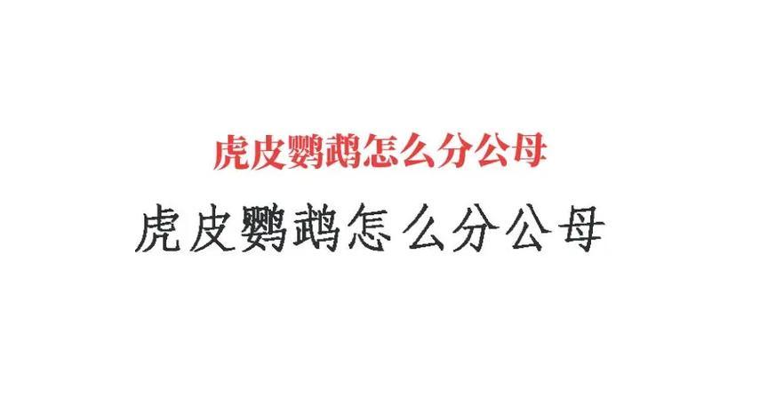 如何让虎皮鹦鹉轻松掌握说话技巧（让你的虎皮鹦鹉成为说话的明星）