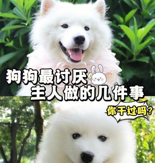 狗狗爱吃骨头，但小心这可能成为威胁它生命的原因！（了解狗狗食用骨头的风险及预防措施）