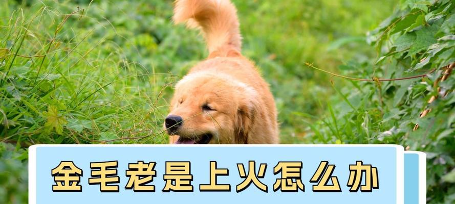狗狗上火了怎么办？有效方法帮助你的爱犬降火！（了解狗狗上火的原因及如何缓解它的不适）