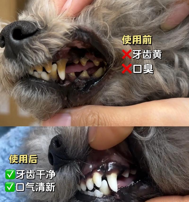 让你的狗狗告别口臭的秘诀（拯救狗狗口臭，让它重获清新呼吸的五大方法）