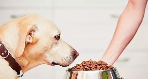 金毛犬泪痕现象及原因解析（眼睛过敏、发炎和饮食不当是导致金毛犬泪痕的主要原因）