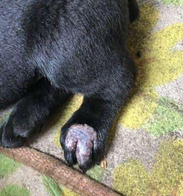 狗狗爪子肿胀的七种原因及治疗方法（帮助主人了解狗狗爪子肿胀的常见原因和正确治疗方法）
