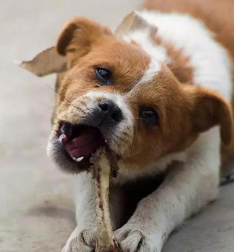 狗狗经常啃骨头的好处（骨头对狗狗的健康有着积极影响）