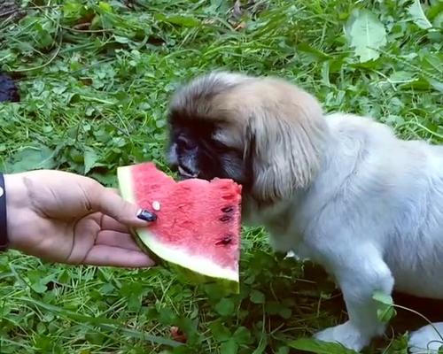 夏天给狗狗消暑的健康方法（狗狗可以吃冰淇淋和酸奶吗？）