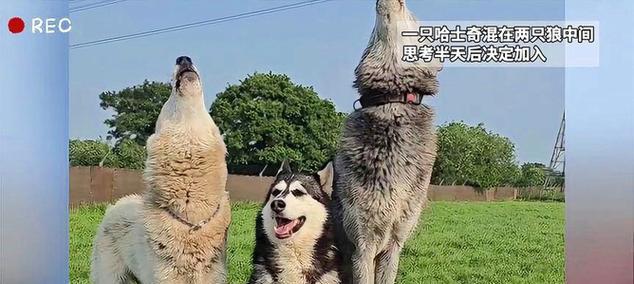 紫貂色哈士奇（一身紫貂色，比狼更霸气！）