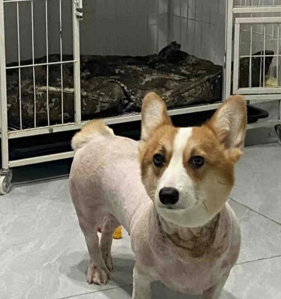 狗狗五大常见“皮肤病”解析（如何通过观察图像分辨出犬只皮肤问题）