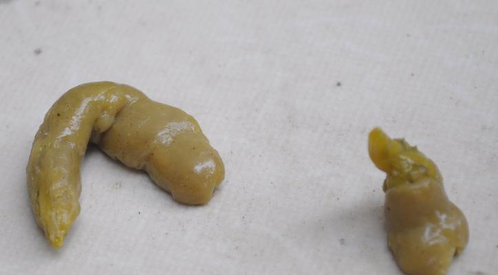 狗狗大便里的学问——如何观察狗子的状态（通过观察狗狗的便便，了解狗子的健康状况）
