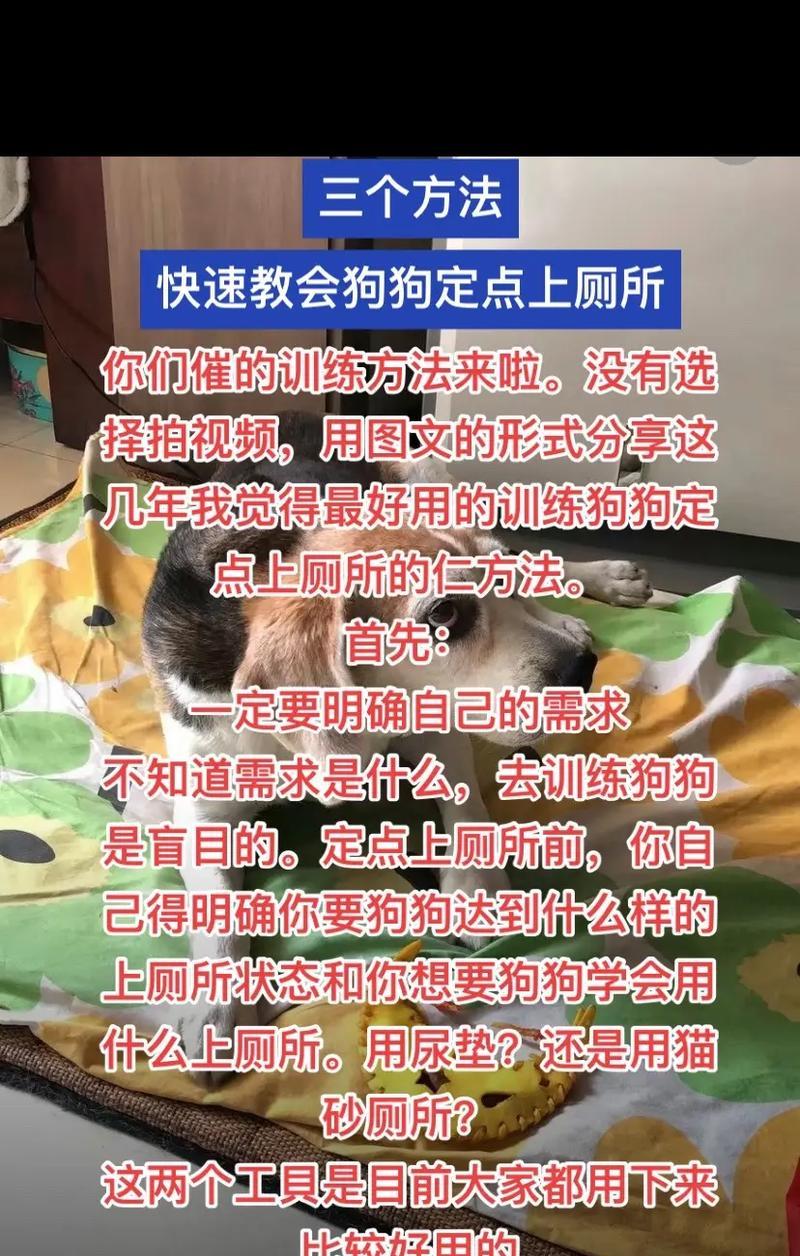 狗狗不拉大便几天怎么办？解决方法和预防措施（急需注意的情况和正确的处理方法，保护狗狗健康）