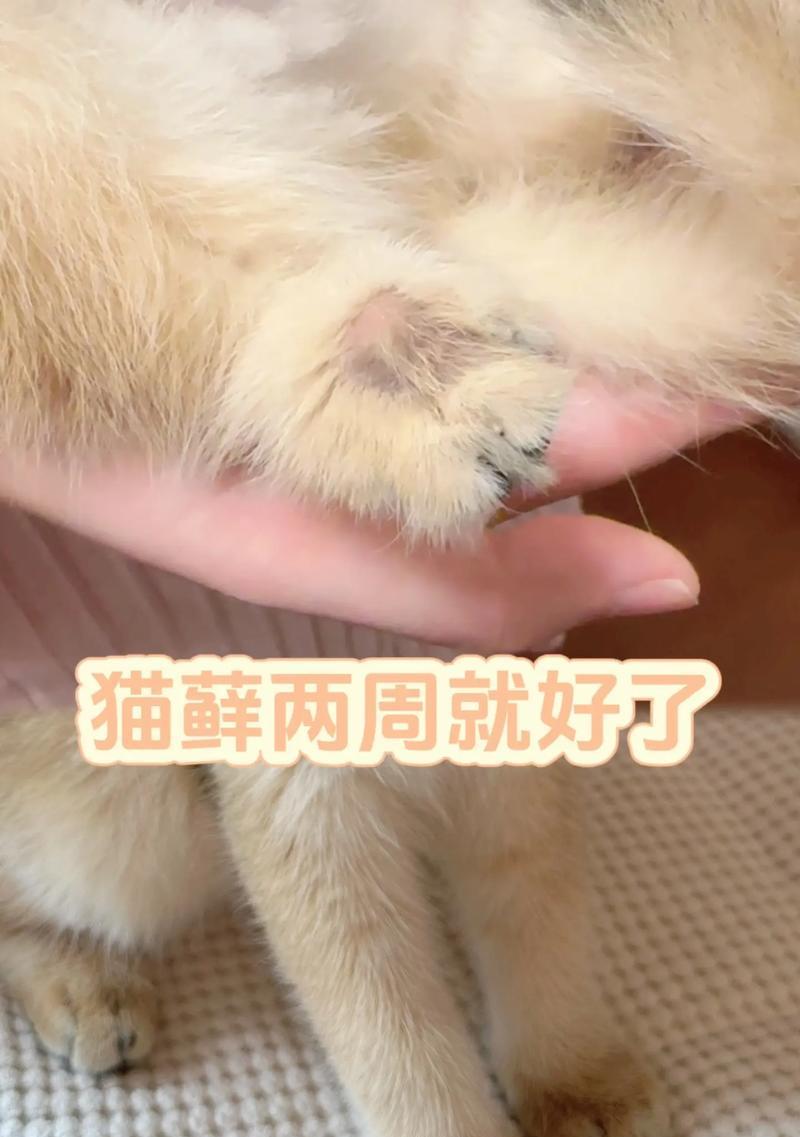 常见药物治疗猫癣——选择正确的治疗方案是关键（针对不同程度猫藓，选择适合的药物治疗）