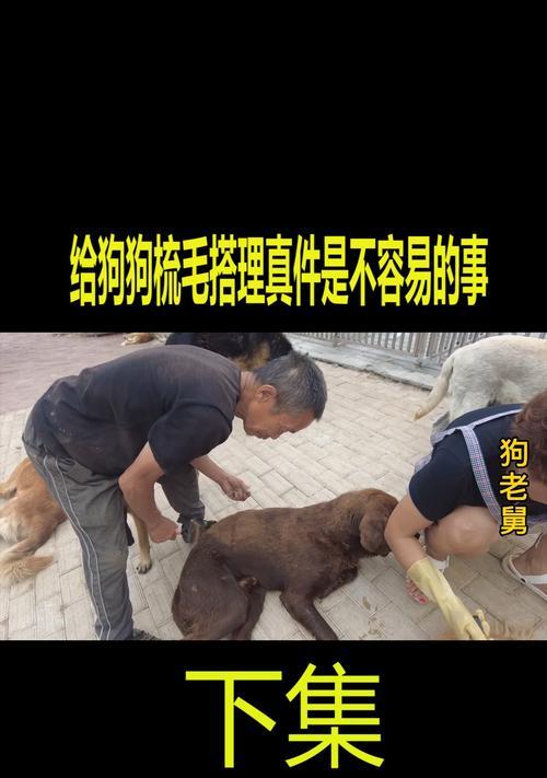 如何正确的给狗狗梳毛？（掌握正确的梳毛技巧，让狗狗拥有健康美丽的毛发）