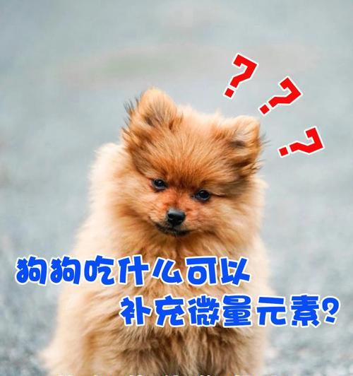 提高狗狗免疫力的五个关键方法（让你的宠物更健康、更有抵抗力）