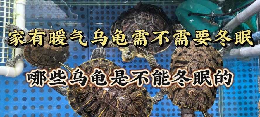 家养乌龟的冬眠方法与注意事项（如何正确让家养乌龟进入冬眠状态，确保其健康安全）