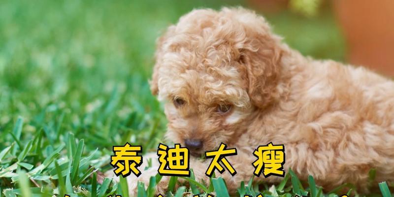 如何让泰迪狗狗增加体重？（5个“长肉肉”小妙招让你的泰迪健康可爱）