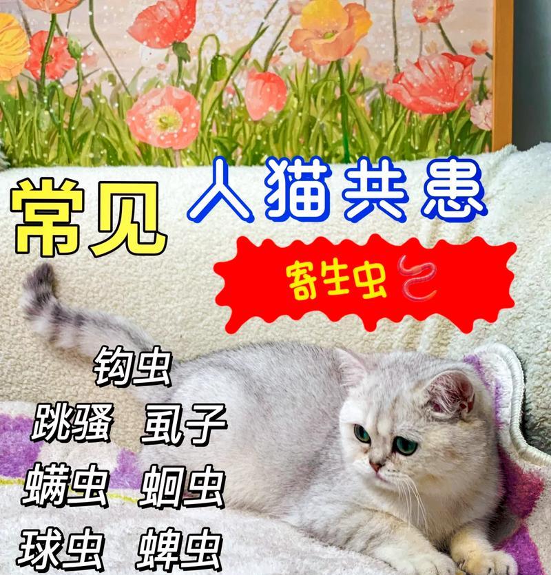 猫狗寄生虫的治疗与预防（掌握6种方法，为宠物健康护航）
