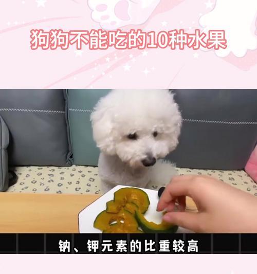 狗狗的健康果盘（美味又营养的水果让你的狗狗越吃越健康）