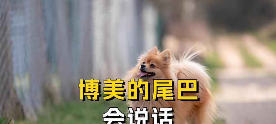 狗狗的摇尾巴（摇尾巴的狗狗）