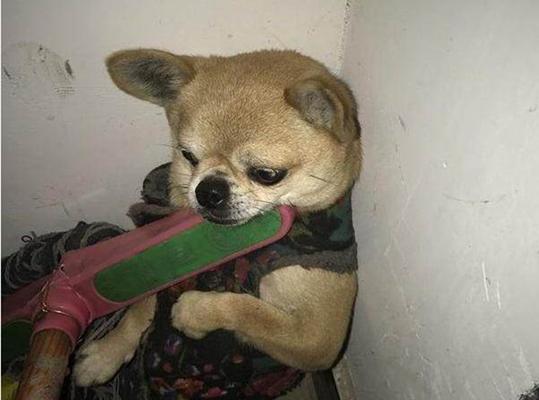 为什么狗狗只咬我的鞋？（探究狗狗咬鞋的原因和解决方法）