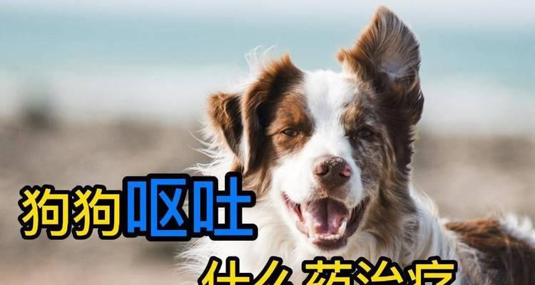 解决狗狗频繁呕吐问题的药物推荐（了解狗狗呕吐原因，采取适当药物治疗）