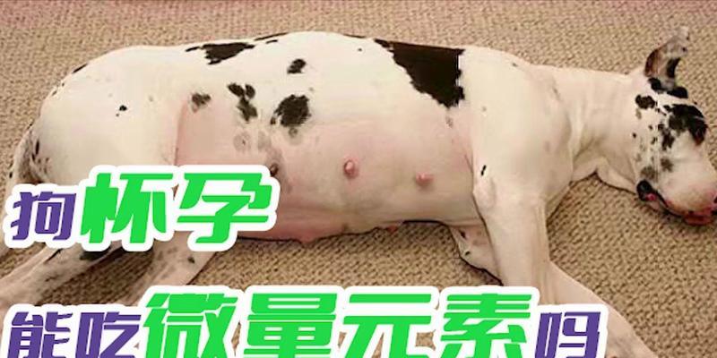 狗吃了什么不怀孕？（揭开狗吃物不怀孕之谜）
