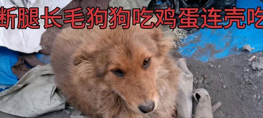 狗狗食用鸡蛋过敏症状及处理方法（了解狗狗对鸡蛋过敏的迹象和如何应对）