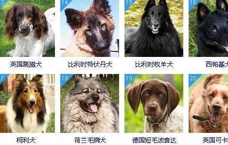 排行第一的狗的品种是什么？（探索狗类世界中的冠军品种）