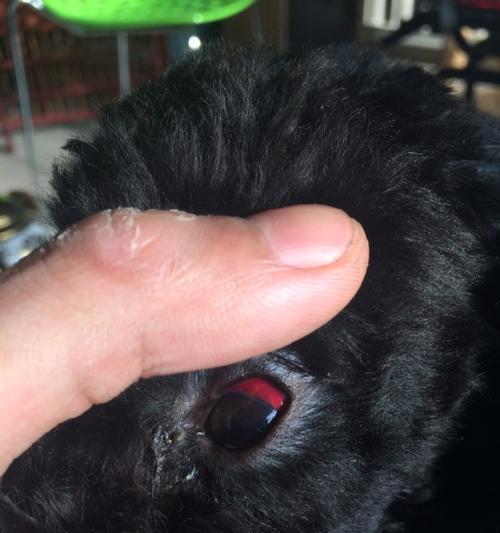 狗为什么会出现右眼发红的情况？（探究狗狗右眼发红的原因与解决方法）