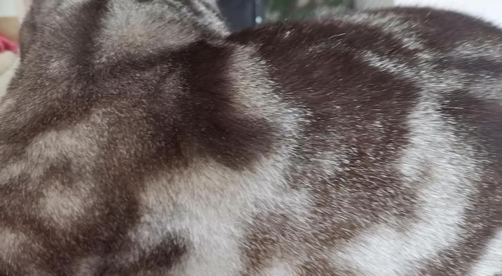 猫毛颜色变浅的原因与影响（揭秘猫毛颜色变浅的关键因素及其潜在健康问题）