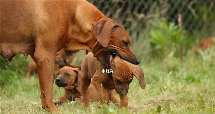 狗狗对主人的喜爱之道（探索狗狗喜欢主人的行为和情感）