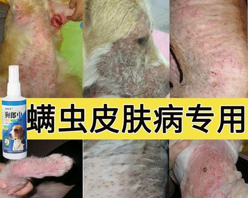 狗皮肤病的药膏治疗方法（选择合适的药膏，为你的宠物提供最佳护理）