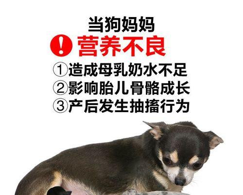 产后狗如何增加泌乳量？（科学饮食可以提高产后狗的泌乳量）
