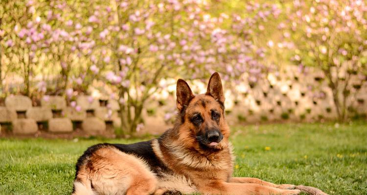 德国牧羊犬——忠诚智慧的伙伴（挚友与守卫者的完美结合）