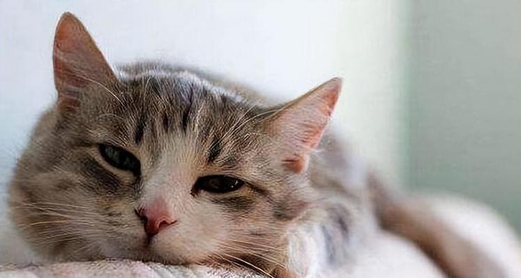 探究猫腹式呼吸的神奇之处（猫腹式呼吸的特点及对身体的益处）