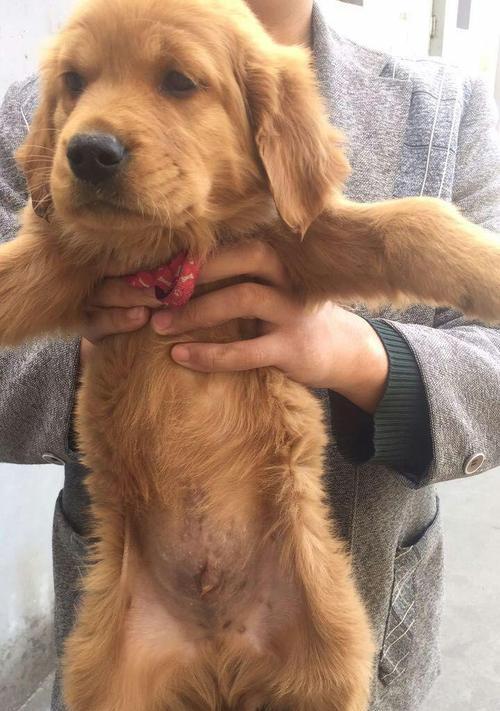 金毛犬健康护理之定期接种疫苗（保护宠物安全，提升生活质量）