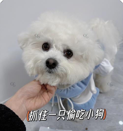 比熊幼犬为什么总是要吃东西？（探究比熊幼犬对食物的渴望和食欲问题）