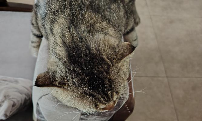 揭秘猫背捏的神奇之处（背部一捏，猫咪会有什么反应？一探奇妙秘密！）