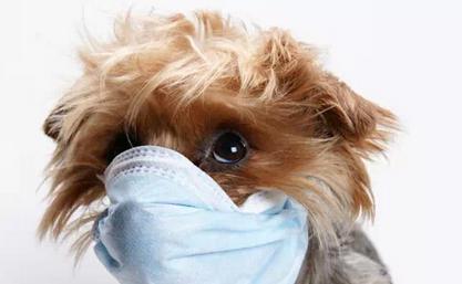 狗狗的犬瘟晚期症状（了解狗狗犬瘟晚期症状，及时防治）