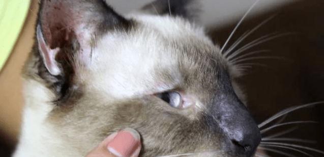 猫咪脱水的原因与防治方法（关注猫咪健康，预防脱水的关键）