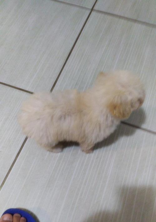 犬细小前期症状（探索犬细小前期症状，保障你的狗狗健康）