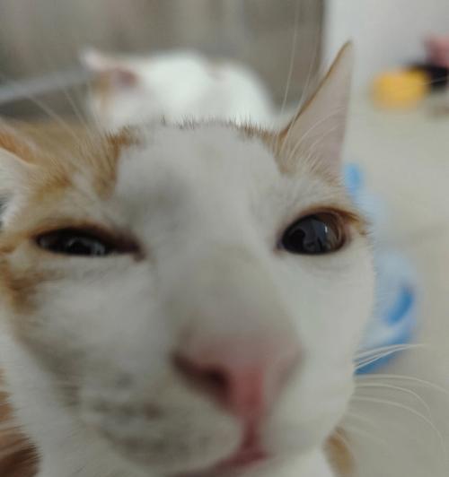 四月龄猫咪的饮食指南（为你的小猫提供健康的饮食，）